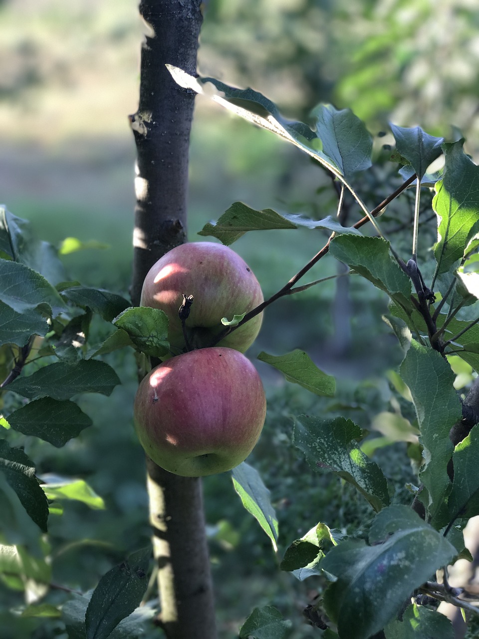 apple tree  apples  tree free photo