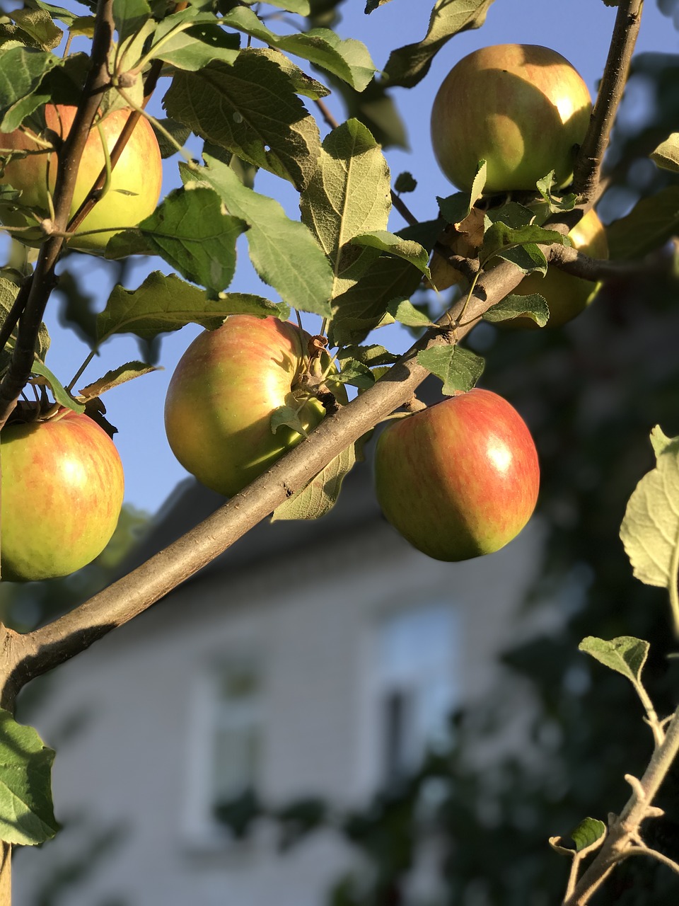 apple tree  apples  tree free photo