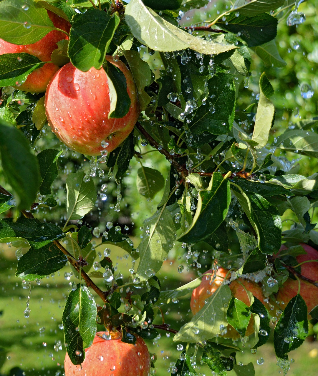 apple tree  rain  drop of water free photo