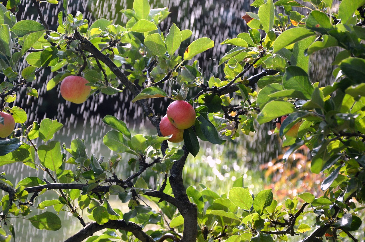 apple tree  apple  irrigation background free photo