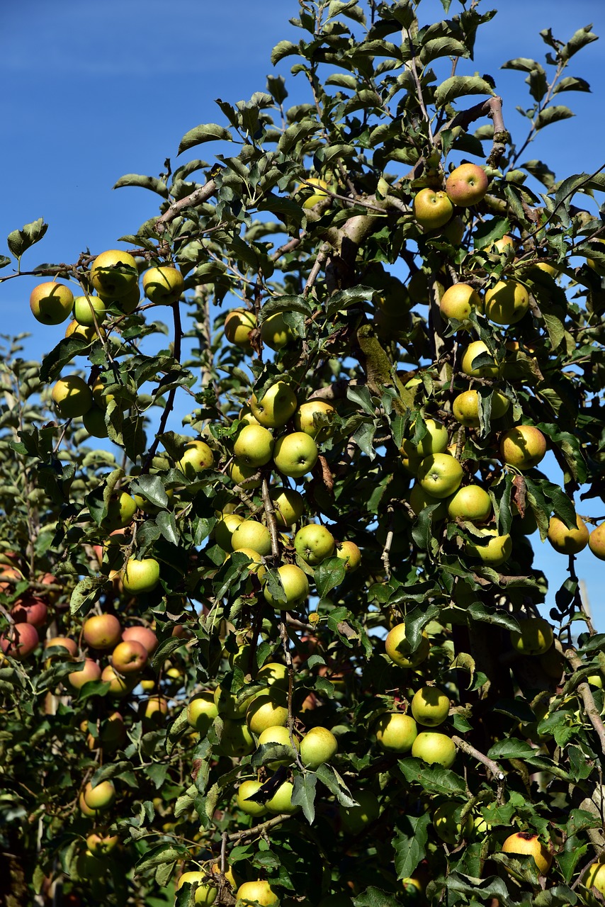 apple tree  apple  fruit free photo