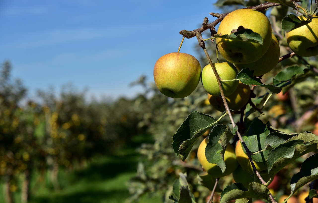 apple tree  apple  fruit free photo