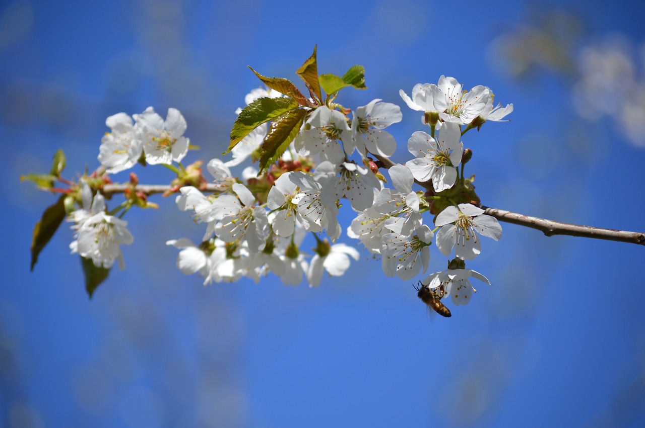 apple tree  flower  spring free photo