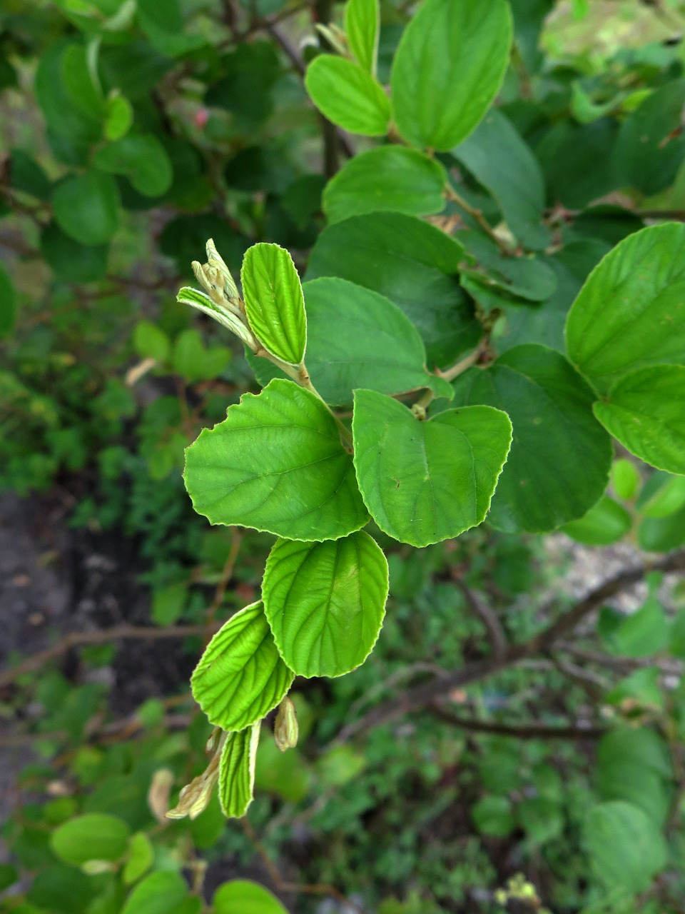 apple tree  plant  natural free photo