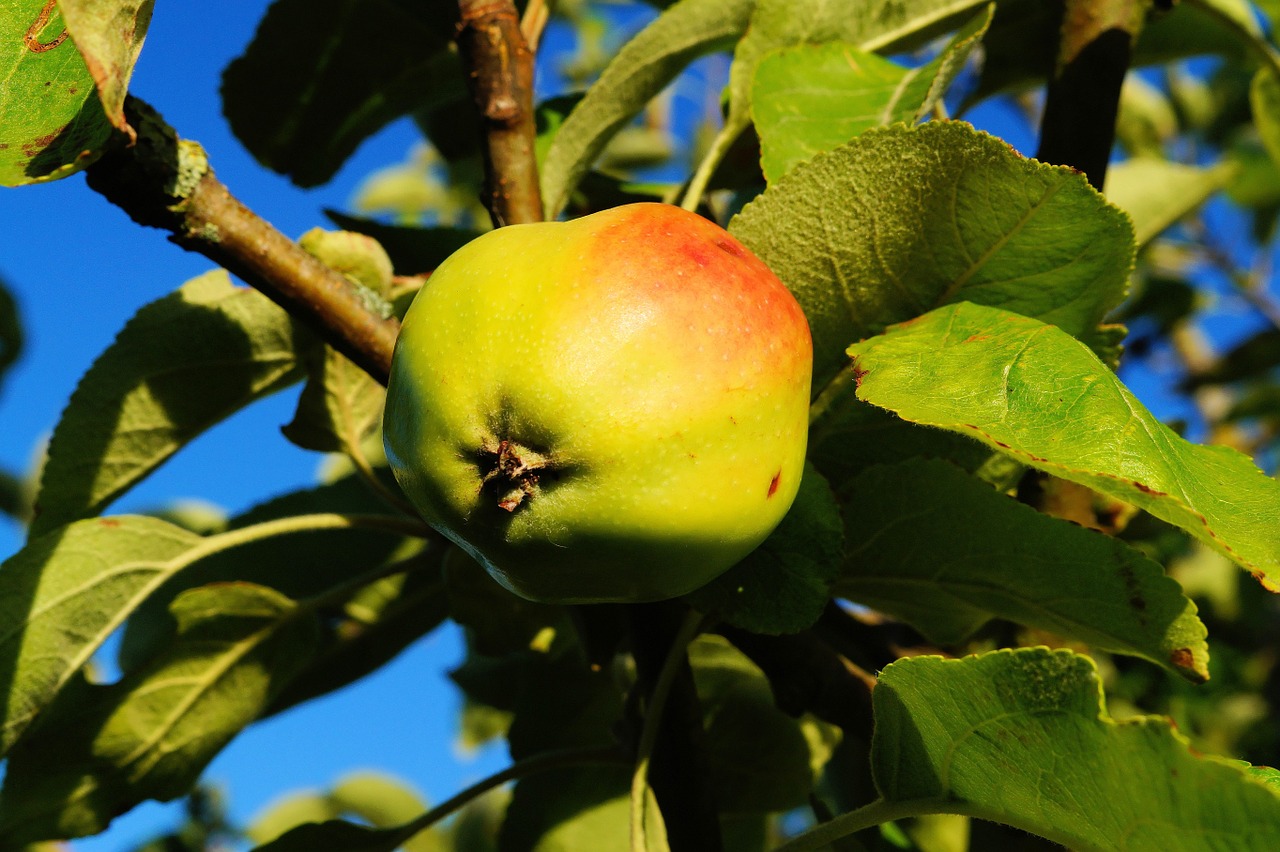 apple tree apple branch free photo