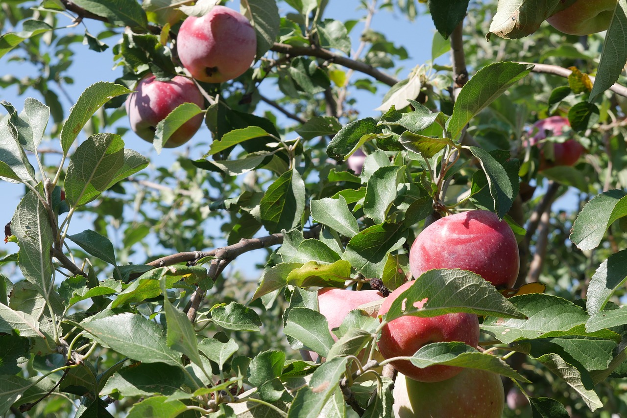 apple tree, fruit, crabapple tree, harvest, the harvest, apple, autumn, garden, nutrition, there are, food, nature, apfelernte, kernobstgewaechs, red, fresh, vitamins,free pictures, free photos, free images, royalty free, free illustrations, public domain