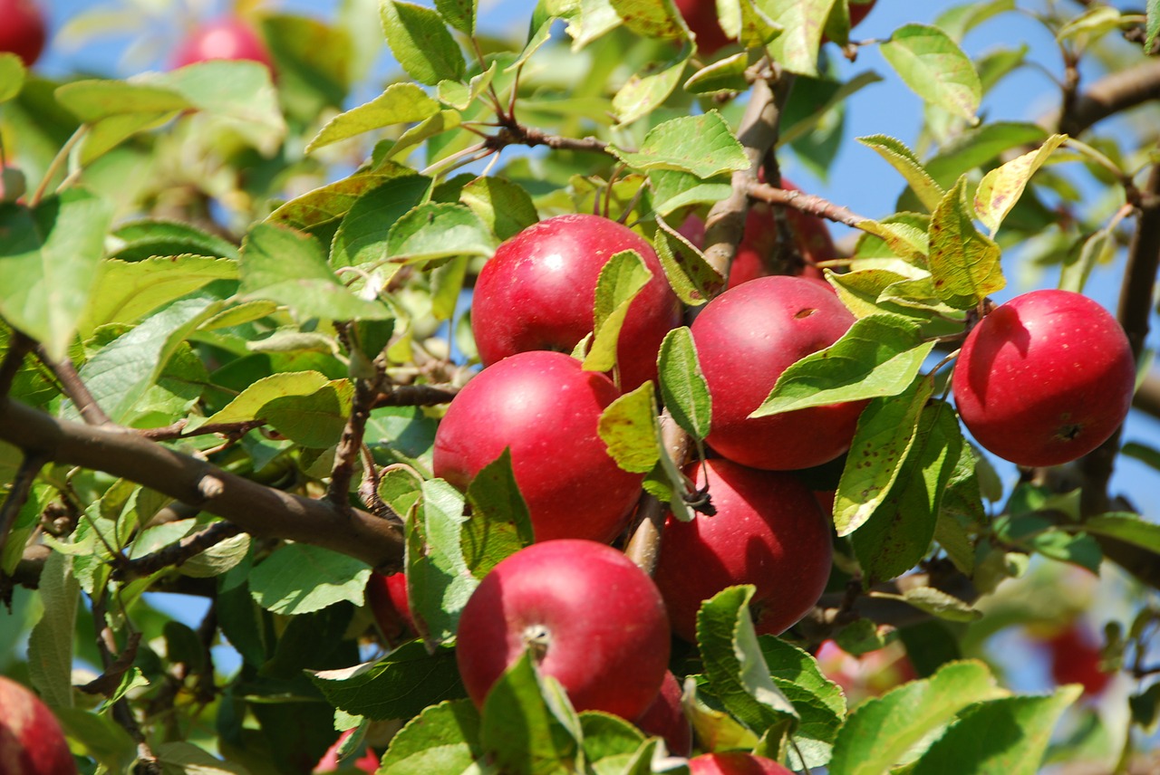 apple tree apple orchard free photo