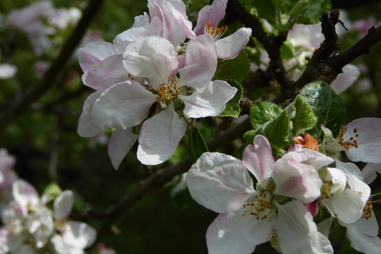 apple tree  blossom  bloom free photo