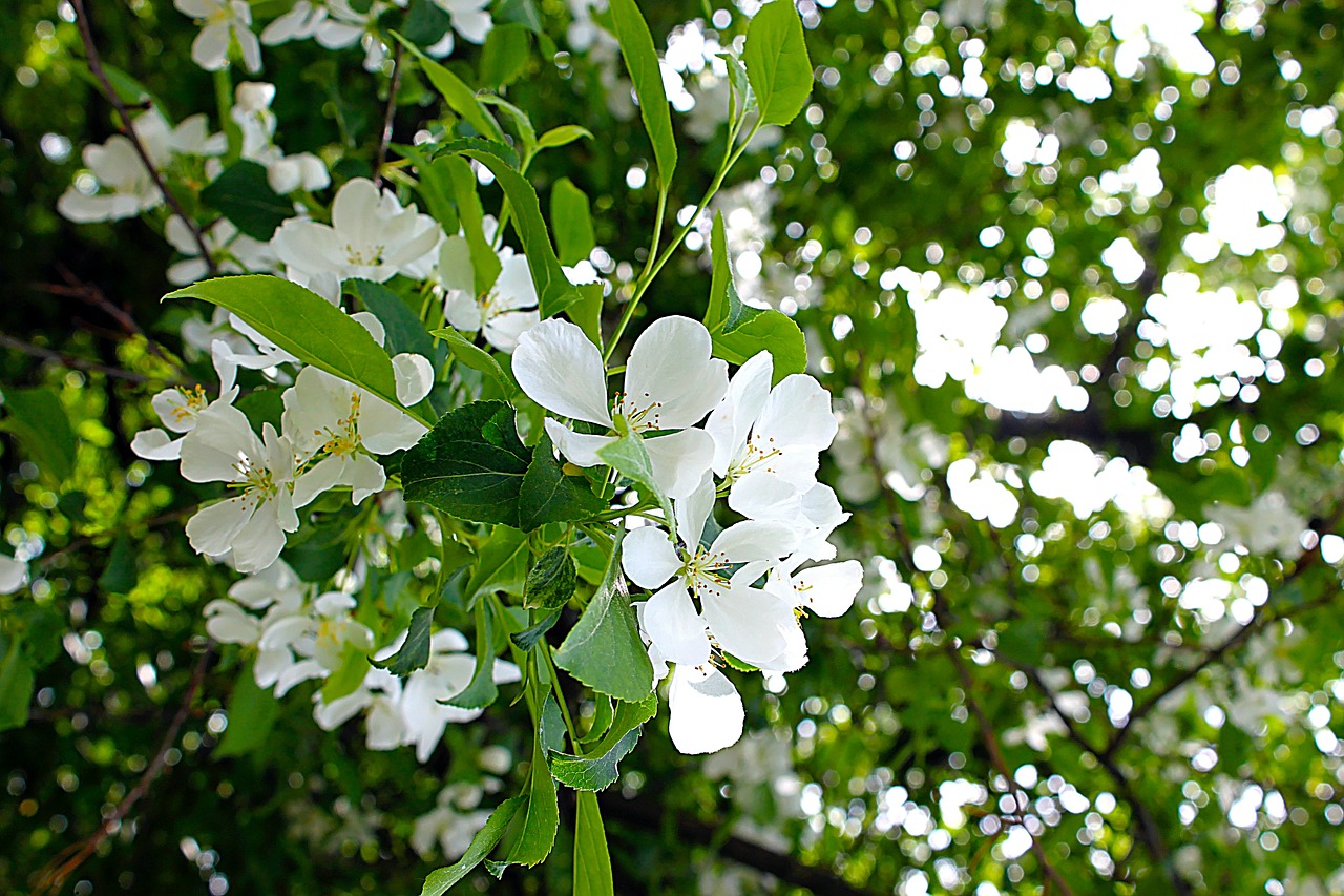 apple tree apple flower free photo