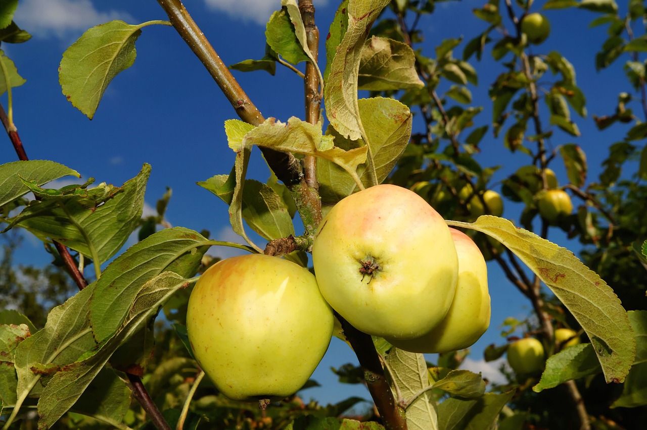 apple tree apple fruit free photo