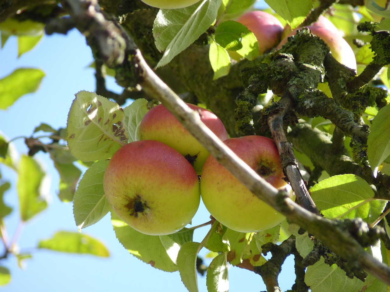 apple tree apple fruit free photo