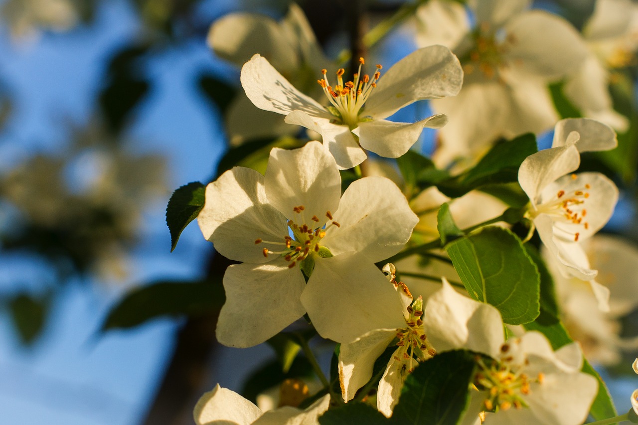 apple tree  white  flowers free photo