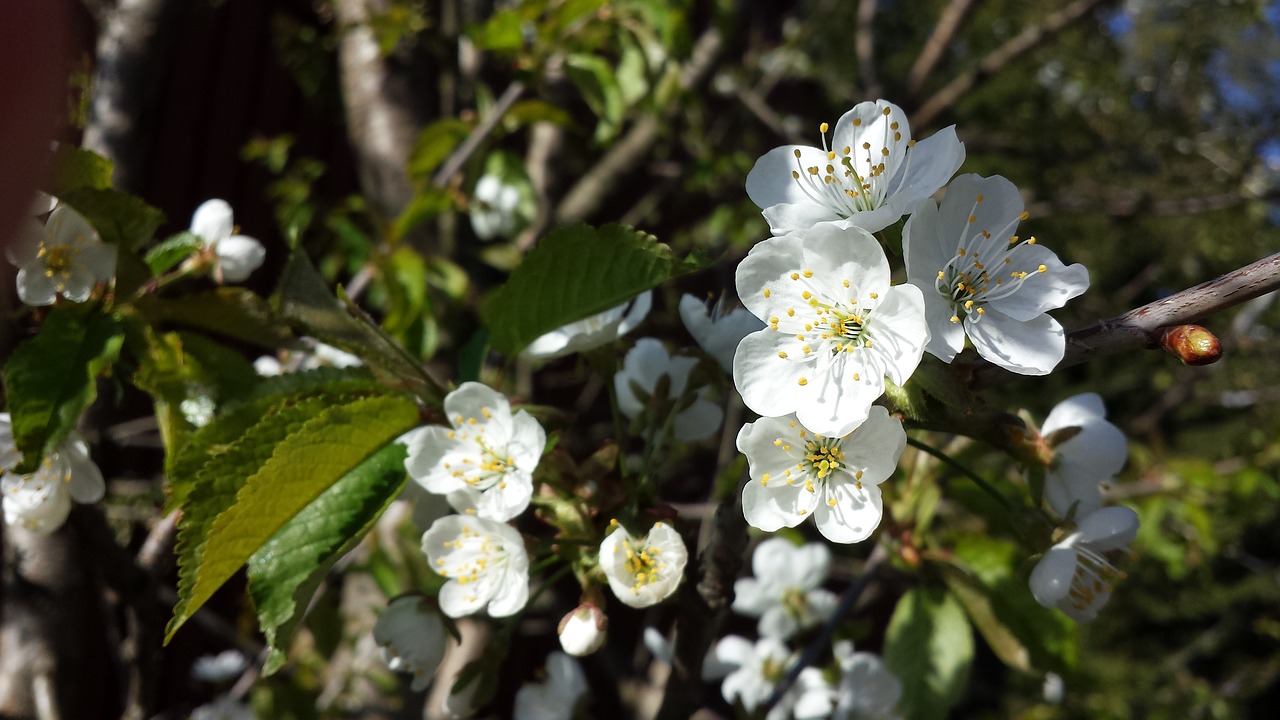 apple tree  flower  spring free photo