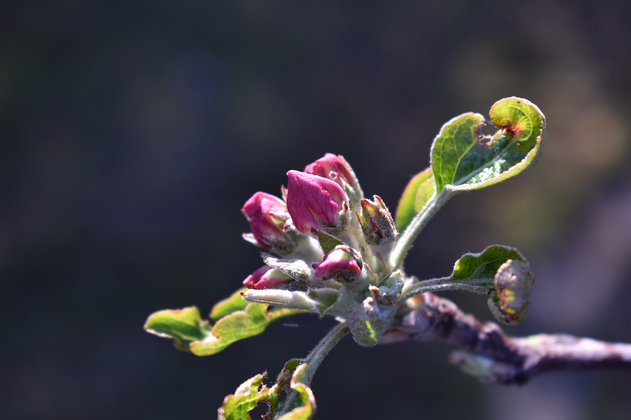 apple tree  blossom  bloom free photo