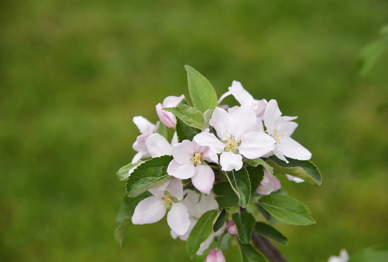 apple tree  apple blossom  green free photo