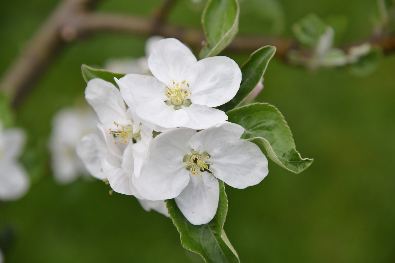 apple tree  apple blossom  green free photo