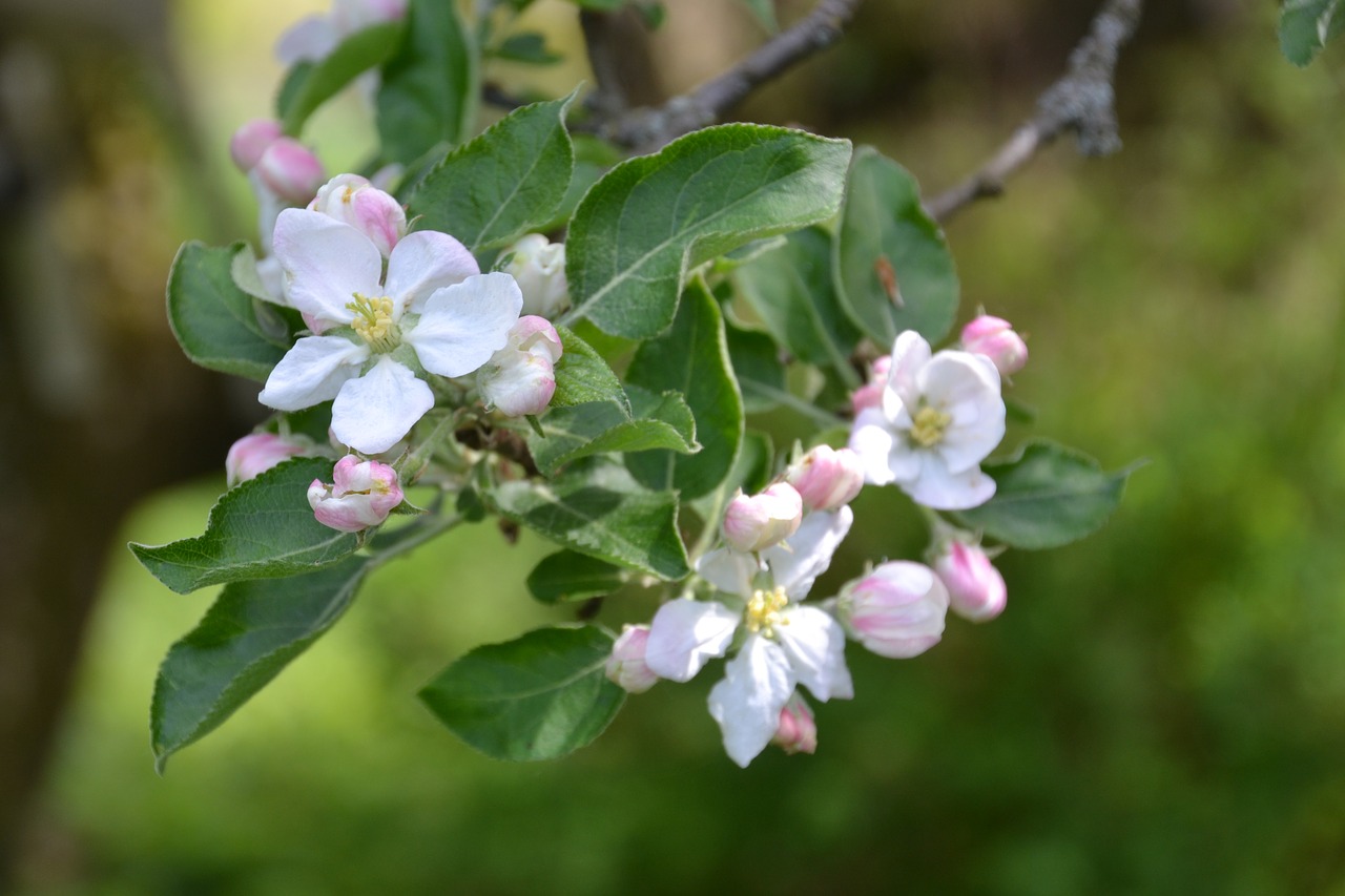 apple tree  apple blossom  tree free photo