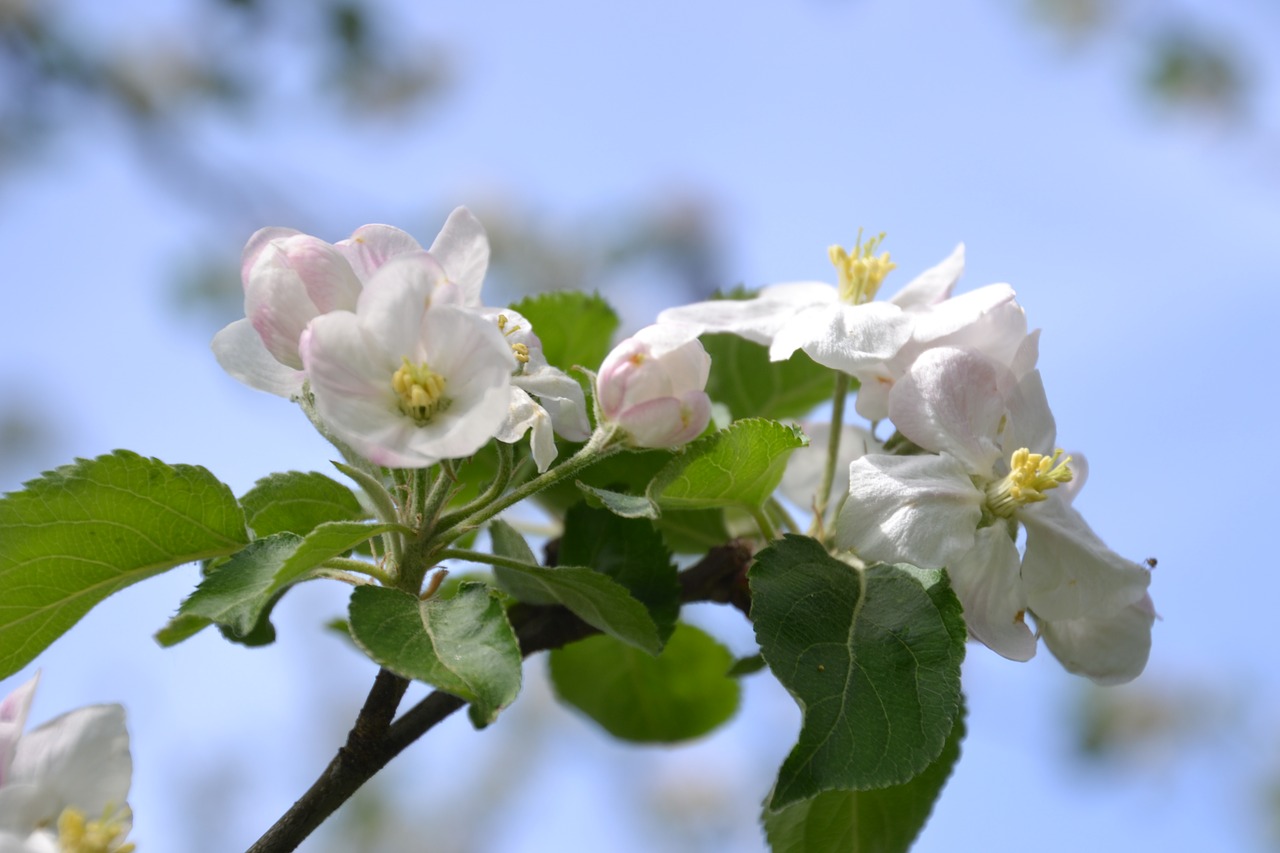 apple tree  apple blossom  tree free photo