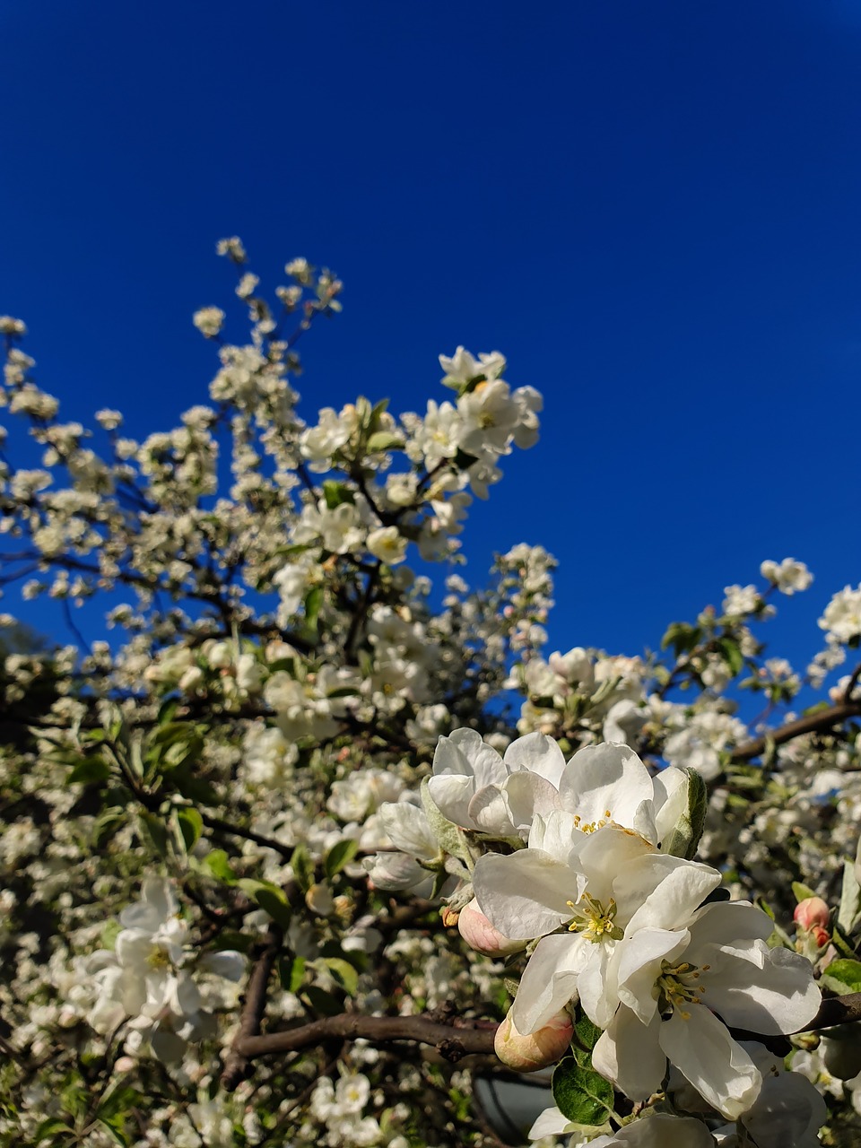 apple tree  blossom  spring free photo