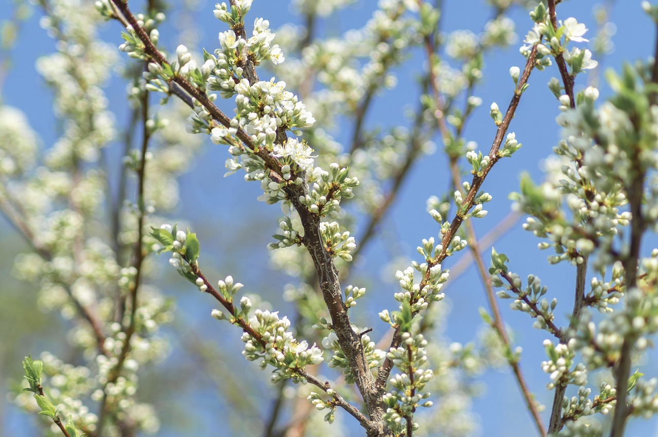 apple tree  spring  nature free photo