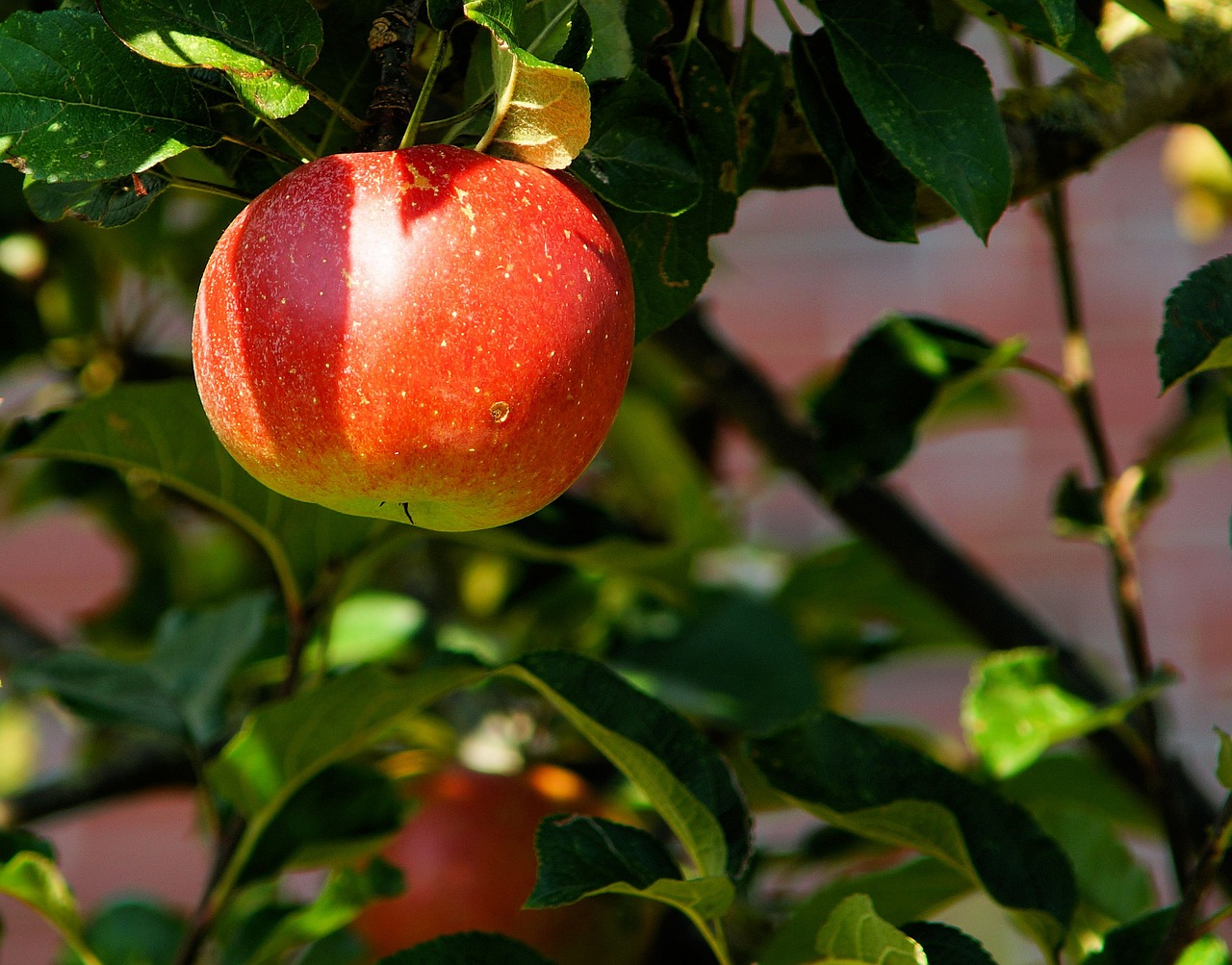 apple tree branch apple free photo