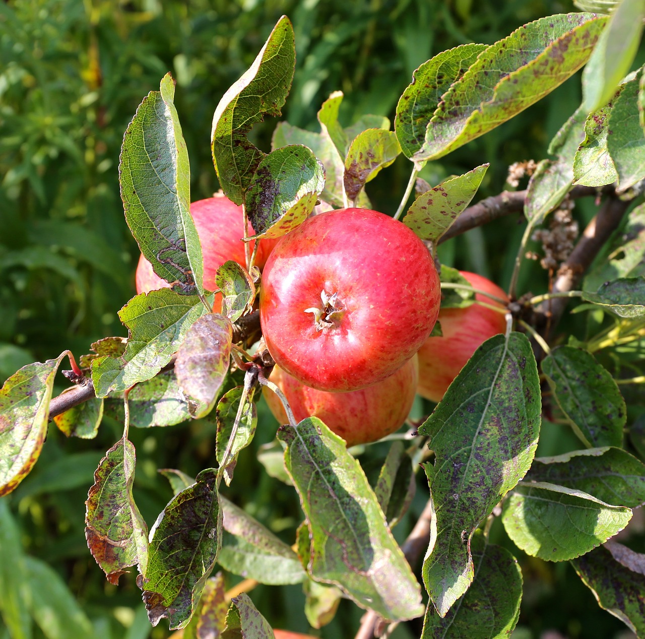 apple tree apple rome free photo