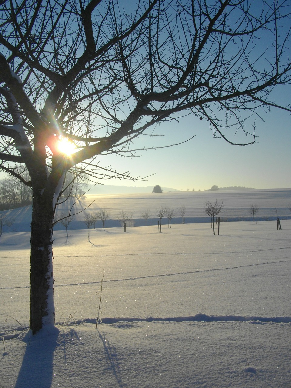 apple tree winter snow free photo