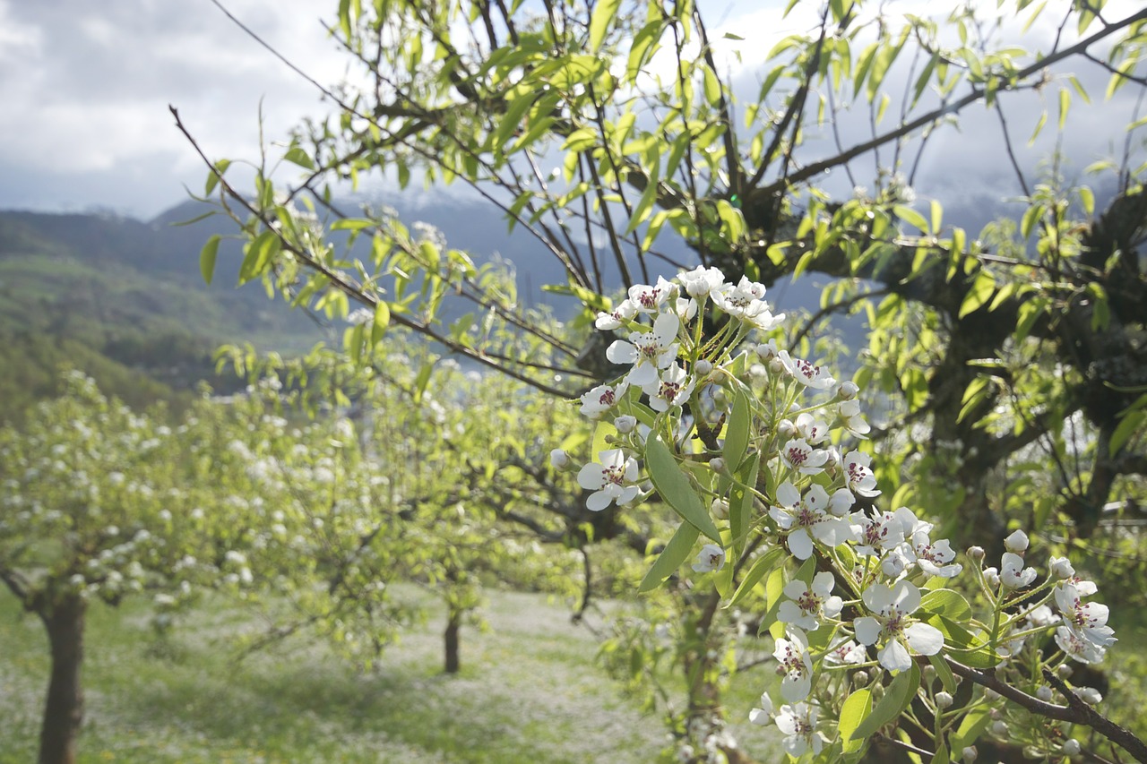 apple tree tree blossom free photo