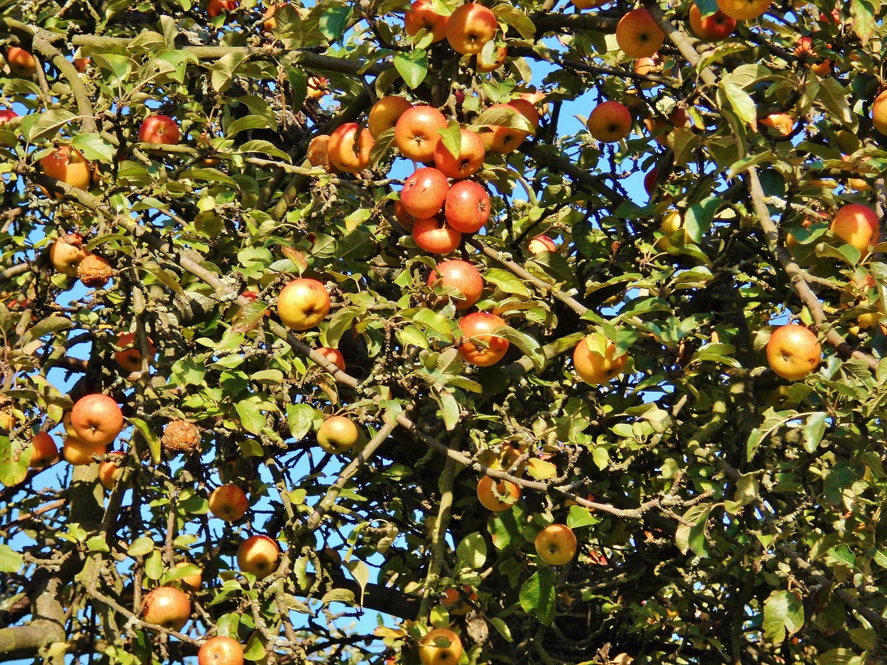 apple tree apfelernte october free photo