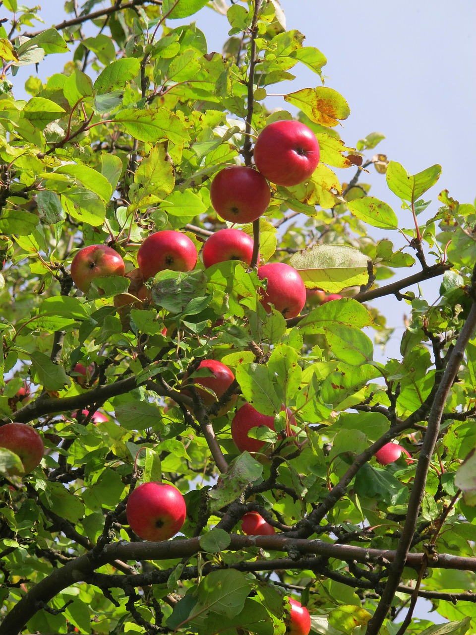 apple tree apple tree free photo