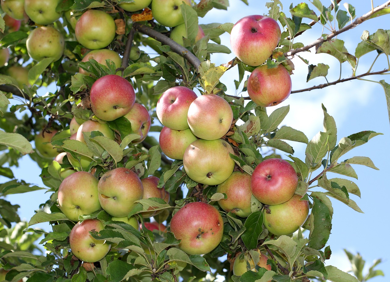 apple tree apples tree free photo