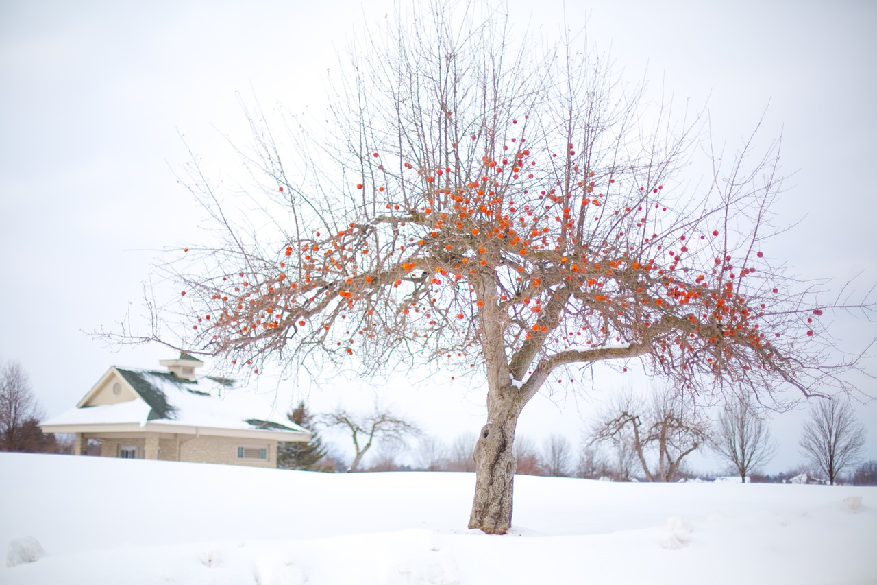 apple tree winter apple tree winter free photo