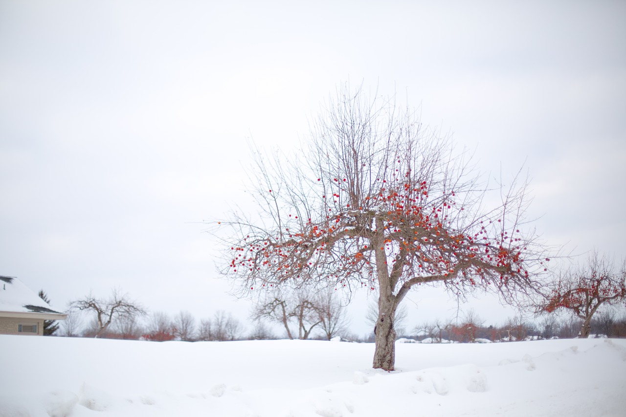 apple tree winter apple tree winter free photo