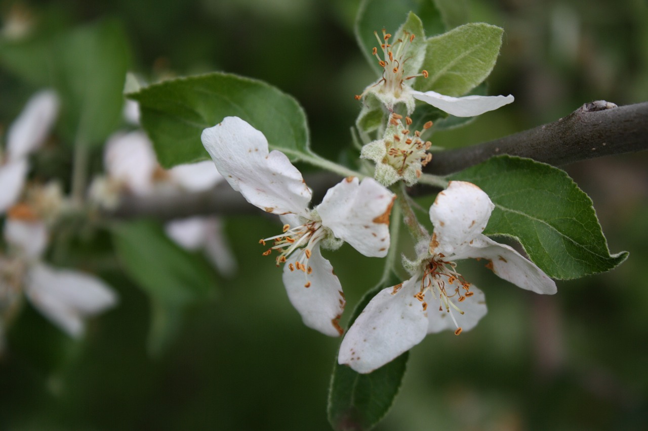 apple tree branch blooming free photo