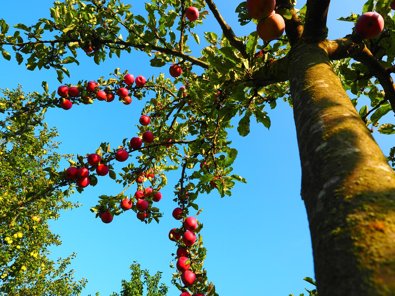 apple tree tribe log free photo