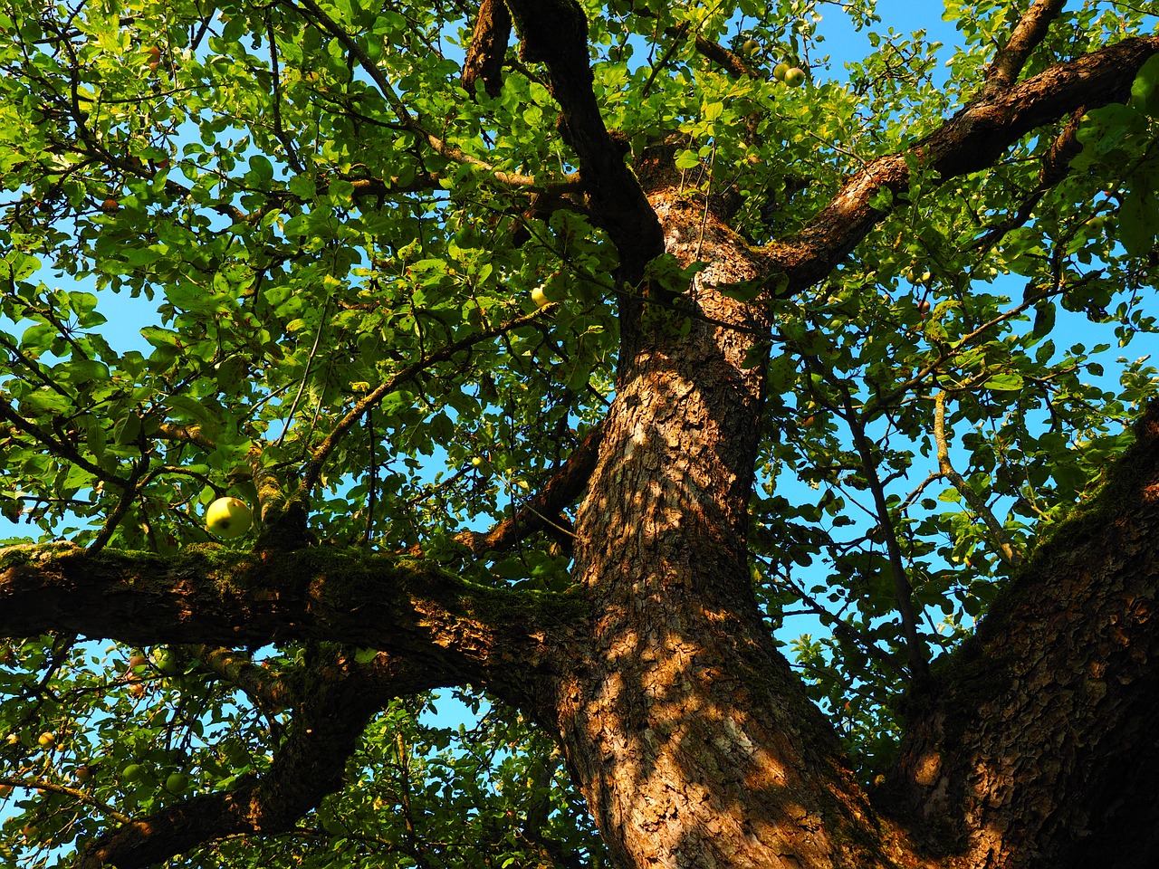 apple tree tribe log free photo