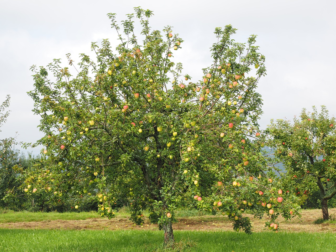 apple tree apple fruit free photo