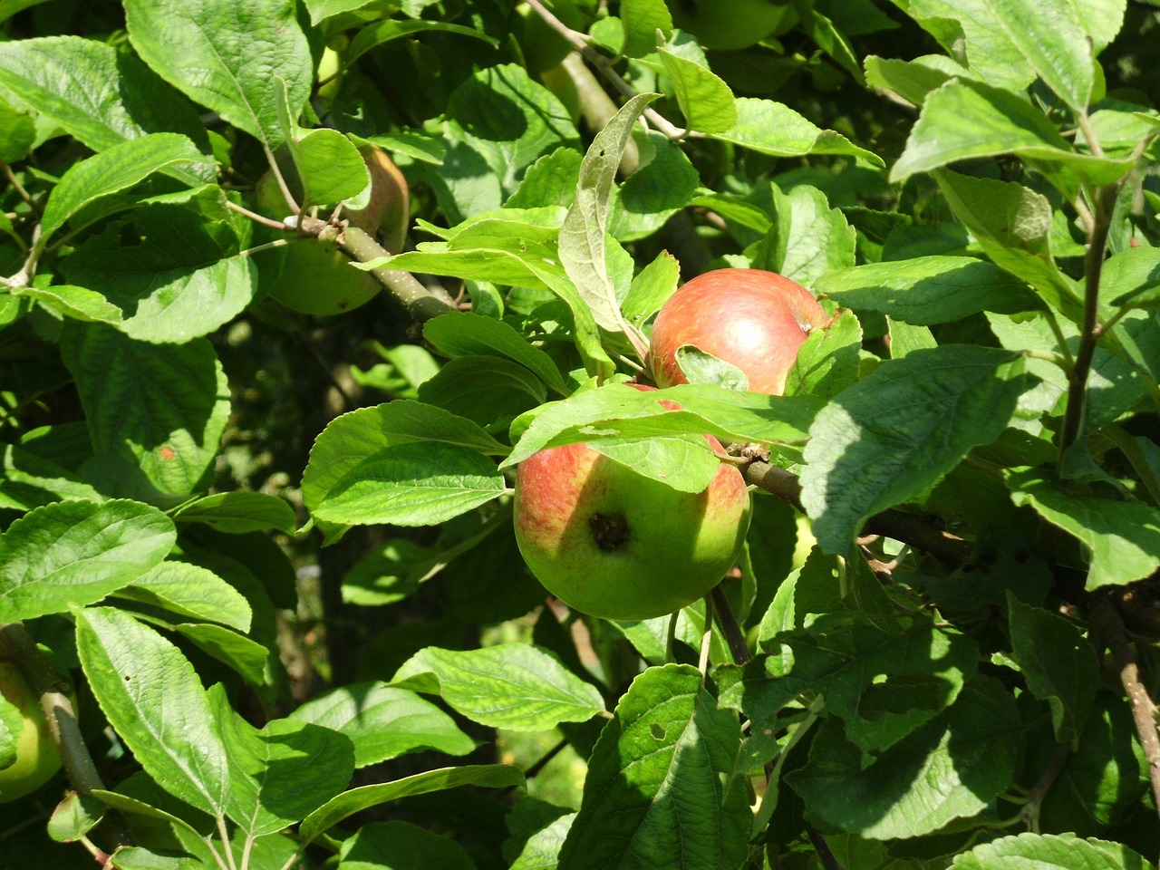 apple tree apple harvest free photo