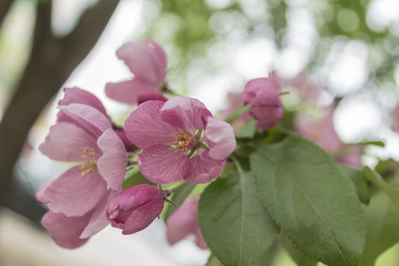 apple tree flowers bloom free photo