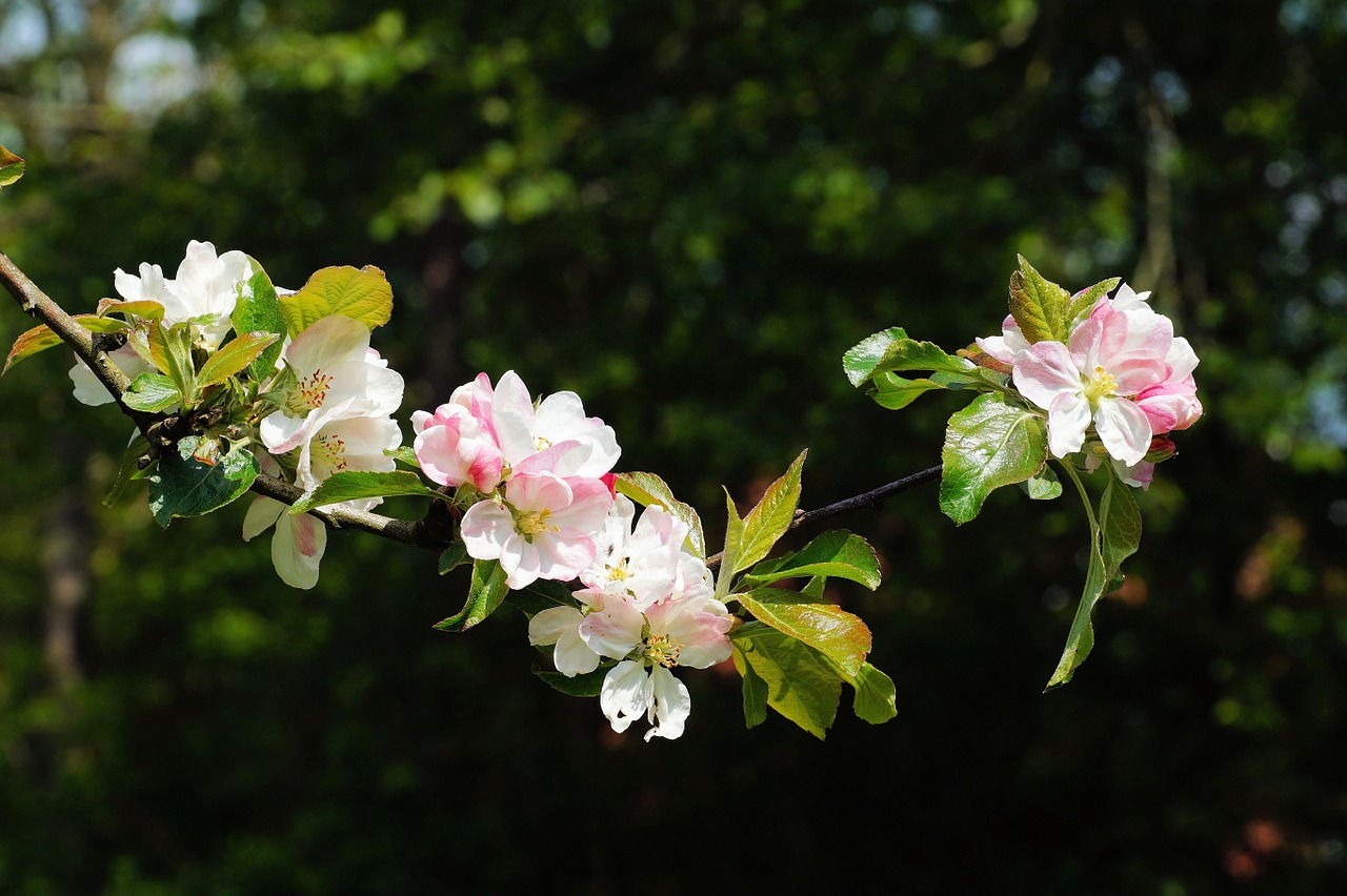 apple tree spring flowers free photo