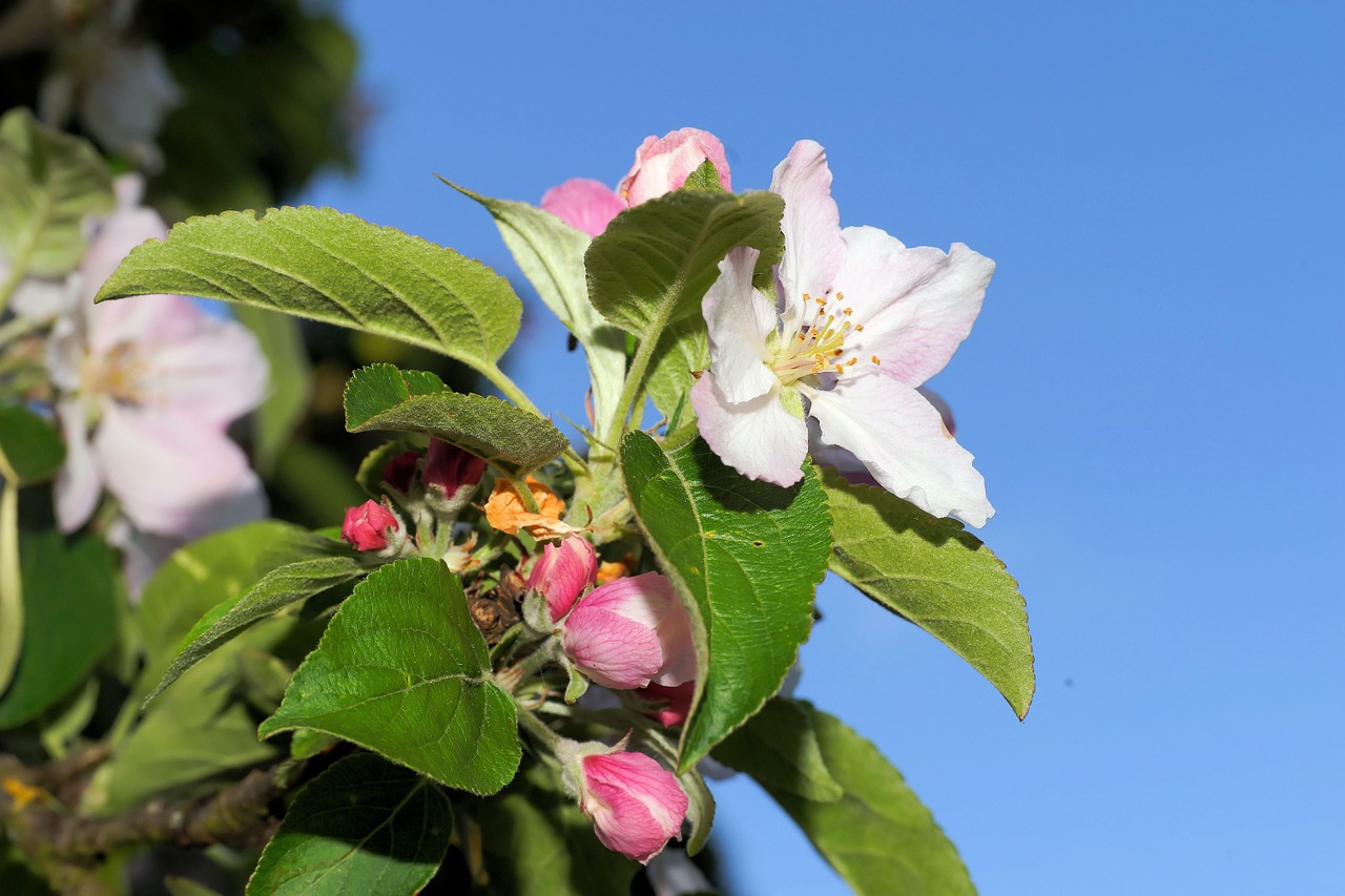 apple tree flowers apple blossom free photo