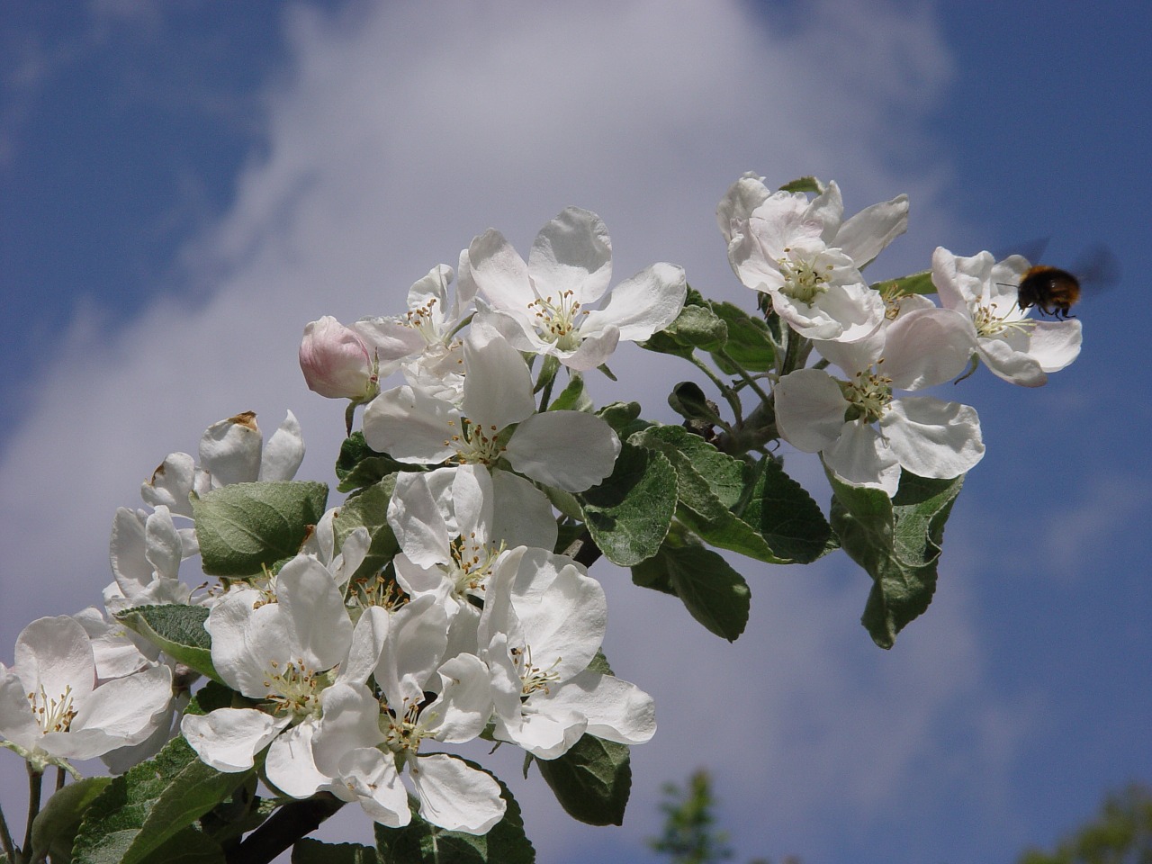 apple tree flower sky free photo