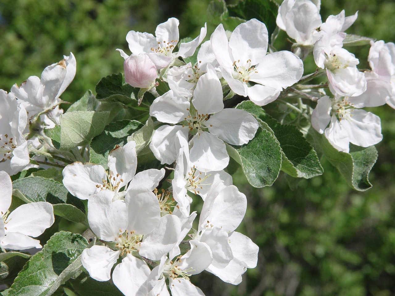 apple tree fruit apple blossom free photo