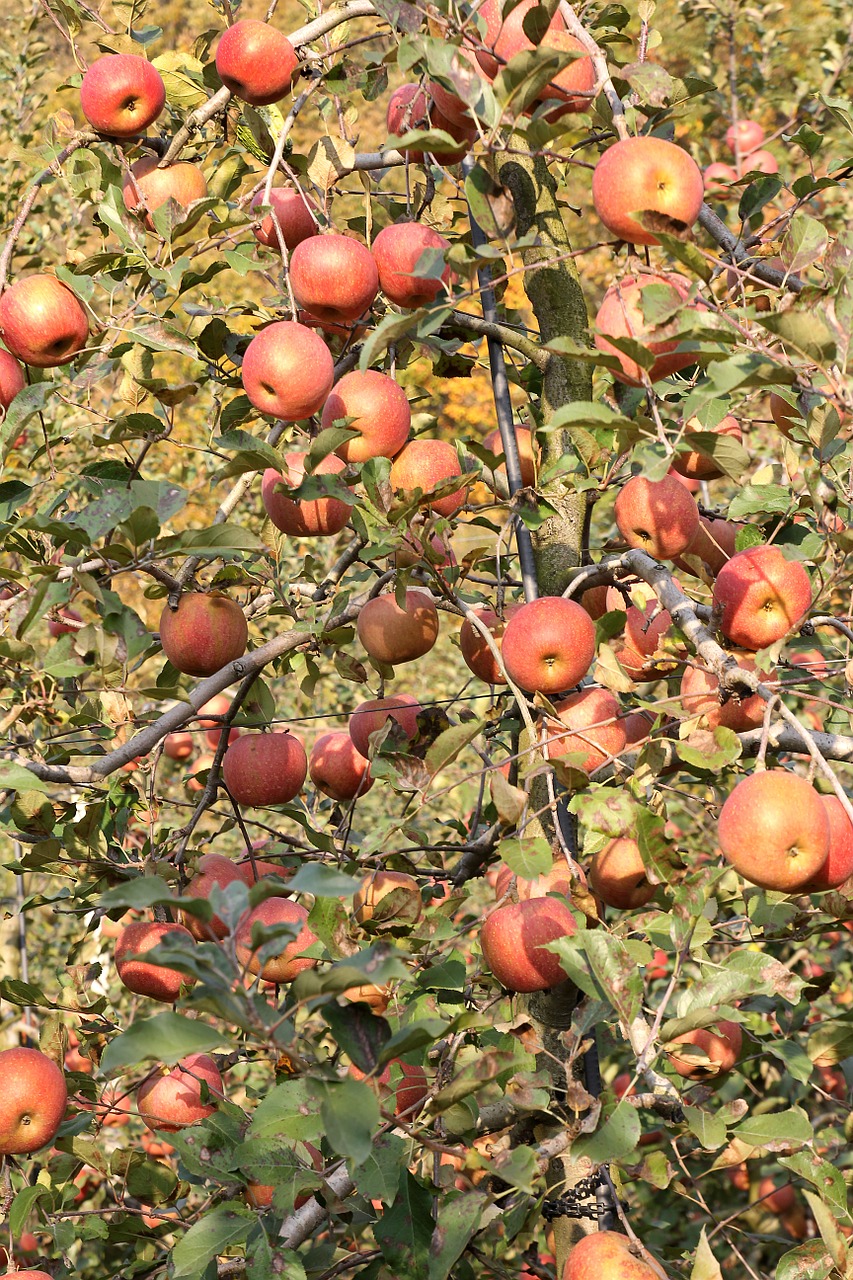 apple tree orchard apple free photo