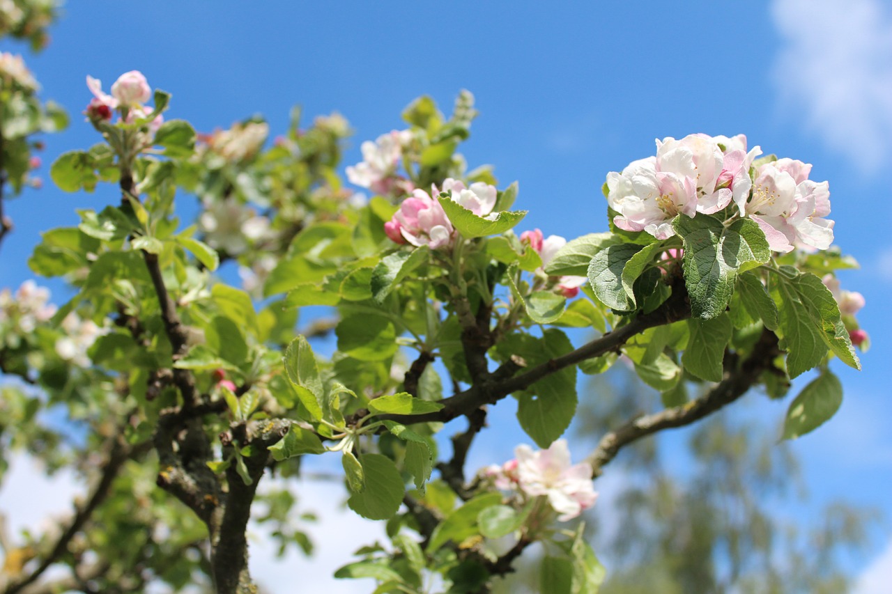 apple tree spring apple blossom free photo