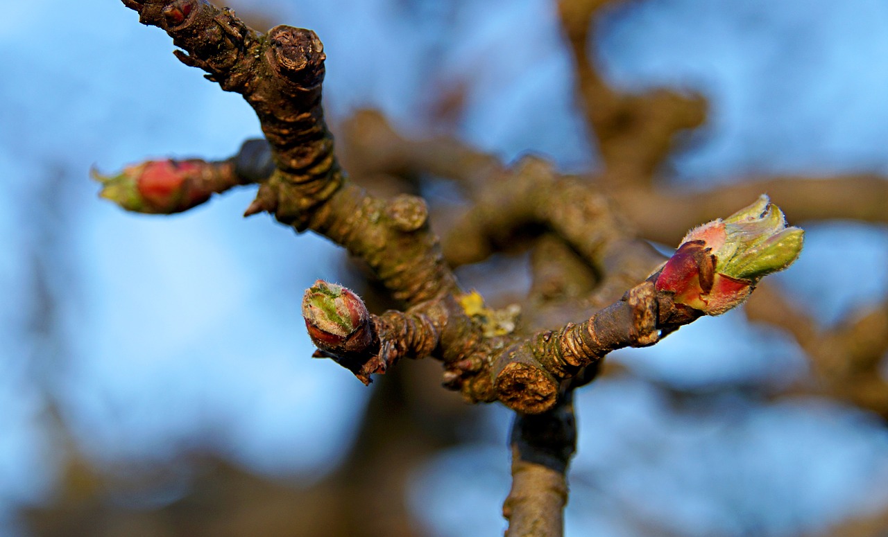 apple tree bud branch free photo