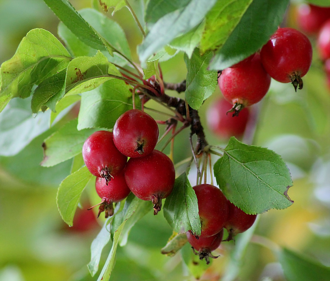 apple tree paradise apples wood free photo