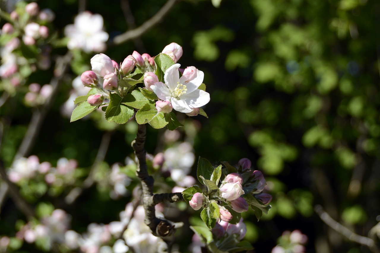 apple tree blossom nature spring free photo