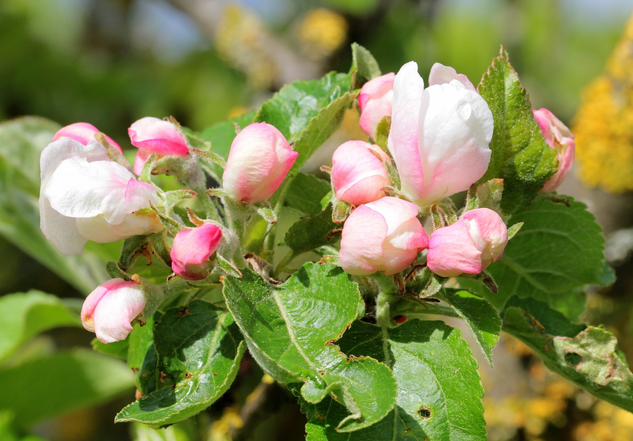 apple tree blossom apple tree apple blossom free photo