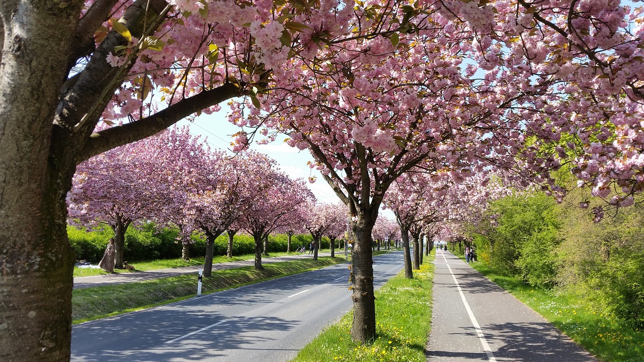 apple tree blossom spring magdeburg free photo